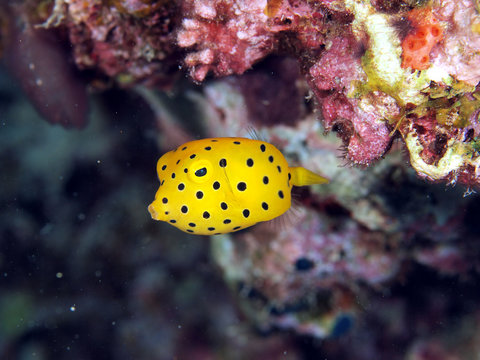 16 件の最適な ミナミハコフグの幼魚 画像 ストック写真 ベクター Adobe Stock 16 件の最適な ミナミハコフグの幼魚 画像 ストック写真 ベクター Adobe Stock