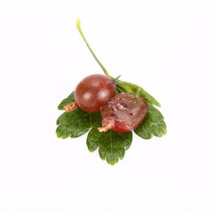 Red gooseberries, one cut in half, on a leaf © teine