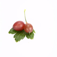Red gooseberries on a leaf on white background