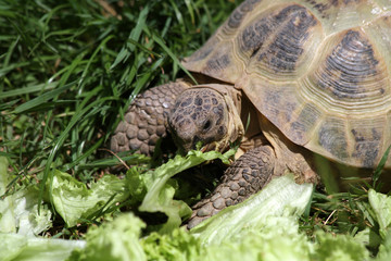 Griechische Landschildkröte frisst