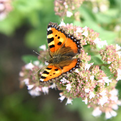 Fototapeta na wymiar Rusałka pokrzywnik (Chmielowiec Aglais) motyl