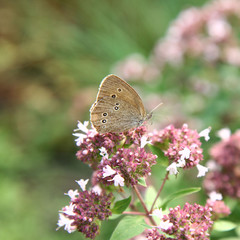 Butterfly on blooming flowers