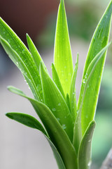 Obraz premium bourgeon de yucca