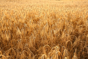Field Of Rye At Sunset