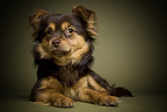 Chihuahua Mischling