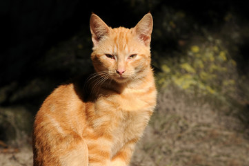 Fototapeta premium Sitzende Katze