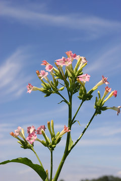 Tabakbl&uuml;te