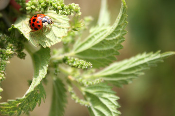 Ladybug