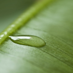gouttes d'eau sur feuille