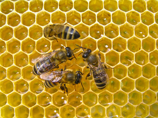 Honey from the nectar