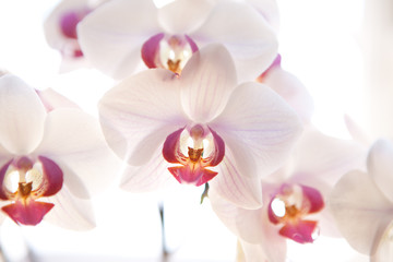 Blüten einer weiße Orchidee