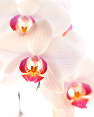 Obraz na płótnie Canvas Weiß rosa Orchidee