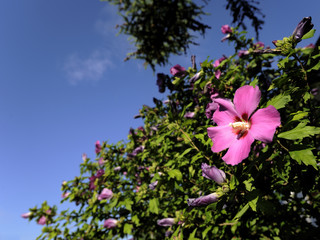 hibiskus © marioArte