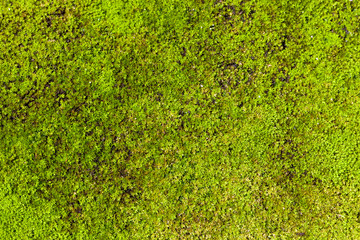 moss background