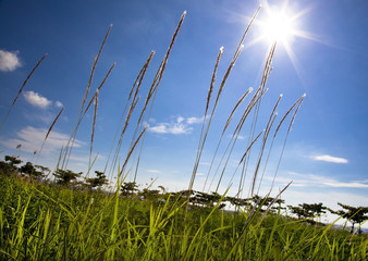 Miscanthus with sunlight and blue sky