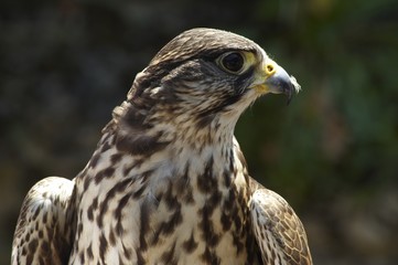 faucon