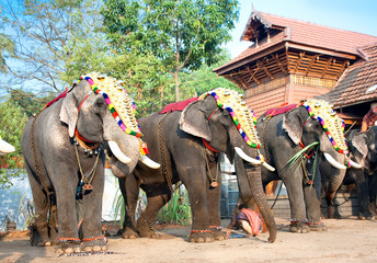Éléphants caparaçonnés d& 39 or pour le défilé au festival annuel