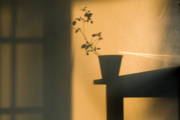 shadow on wall of plant in pot