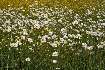 Leucanthemum vulgare, Wiesen-Margerite - Oxeye daisy