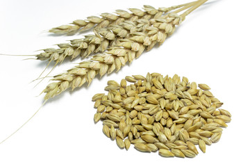 Fototapeta premium weizenkörner mit ähre