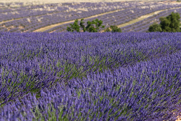 Endless lavender