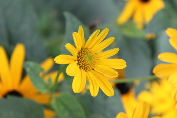 Gartenblume