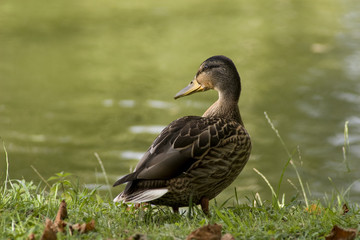 duck
