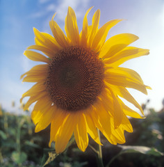Obraz premium Sunflower.