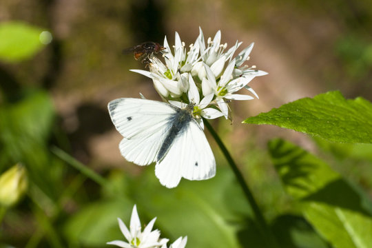 Fototapeta Animal, Butterfly, Green veined White, (Pieris napi), feeding