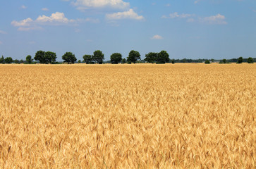 cornfield trees blue sky clouds