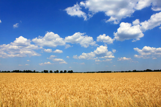 cornfield in summer rural landscape blue sky white clouds