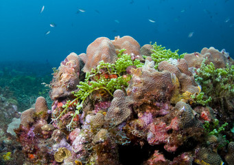 Colorful coral
