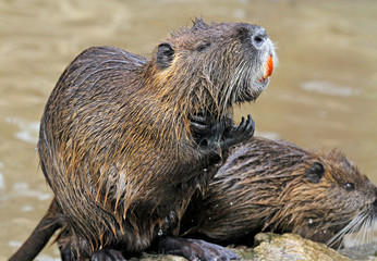 Beaver
