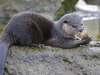 Otter Eats Fish