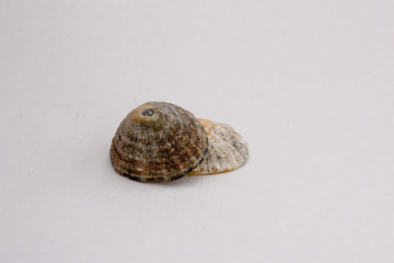 coquillage 38