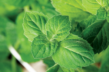 garden mint
