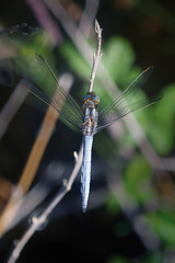 Libélula azul