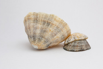 coquillage 15