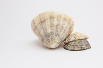 coquillage 11