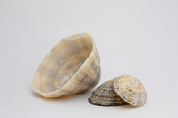 coquillage 11