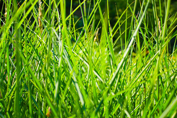 Natural Grass