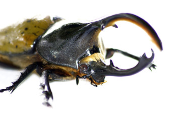 nashorn käfer