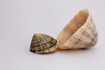coquillage 1