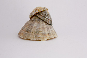 coquillage 90