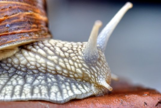 L'escargot