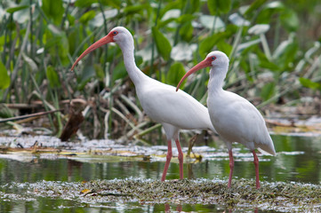 White Ibis in a tropical setting