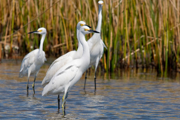 Snowy Egrets