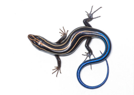 Five-lined Skink