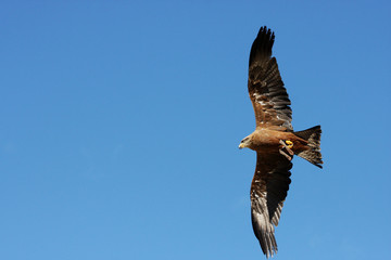 Fototapeta premium aigle