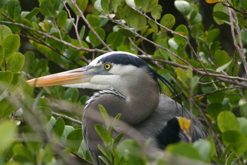 A closeup of a great blue heron in a bush